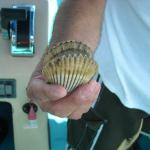 Scallop, We do not keep these! 