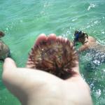 Sea Urchin , we do not keep these!