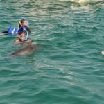 Snorkeling with Dolphins