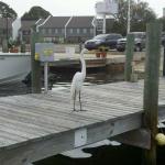 Our Dock buddy =)
